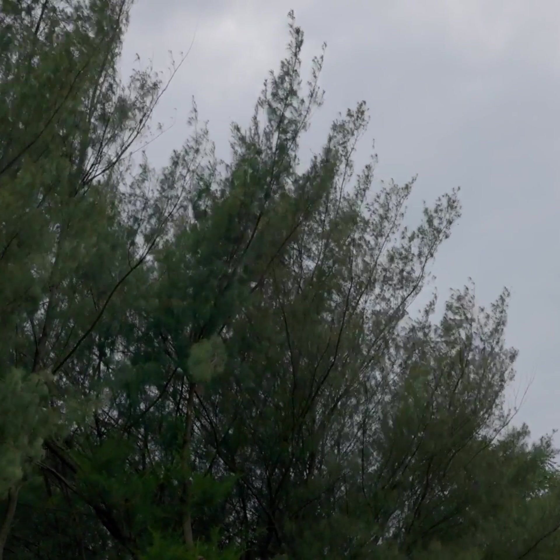 Homepage video